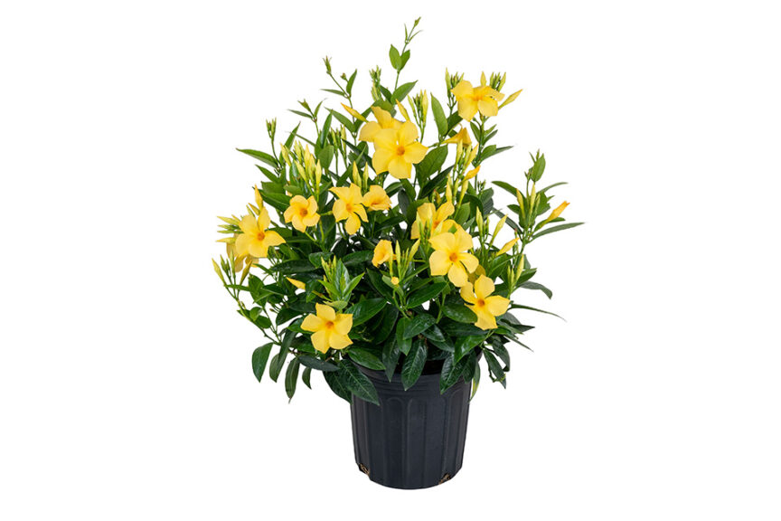 Mandevilla 'Sun Parasol Sunbeam' (Suntory Flowers) 