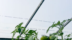 Fall Crop Considerations in the Greenhouse