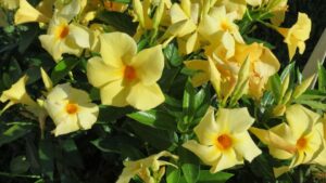 Check Out the Readers’ Choice Best New Variety Finalists for 2021