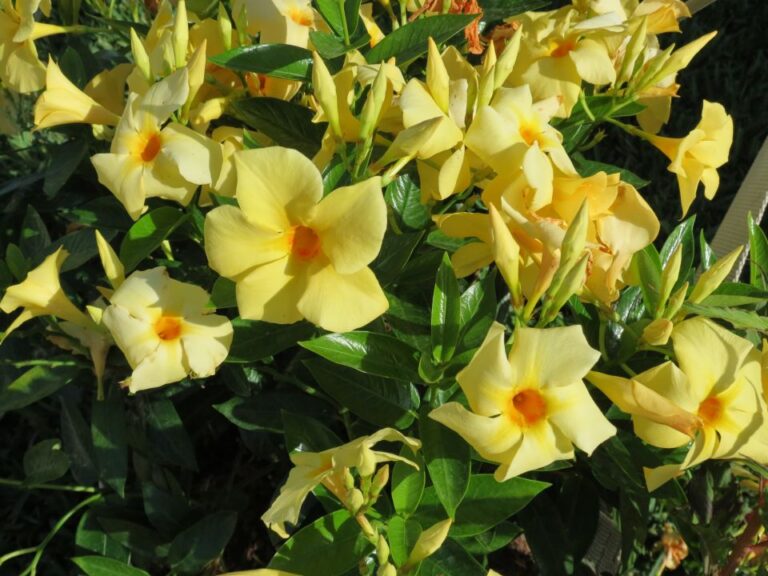 Readers’ Choice Award: Mandevilla ‘Sun Parasol Sunbeam’, Suntory Flowers