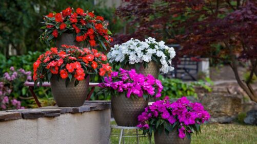 Syngenta Flowers Highlights Top Performers From Summer Trials