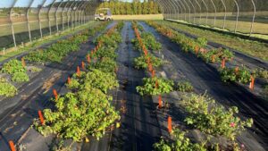 Breeding a More Disease-Resistant Impatiens