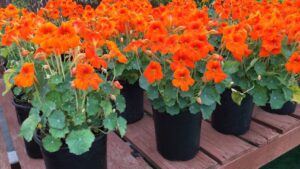 Ramblings by Another Plant-Crazy Editor From The Second Day Of CAST Trials