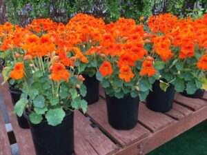 Tropaeolum ‘Baby Rose’/’Baby Orange’ (American Takii/Sahin)