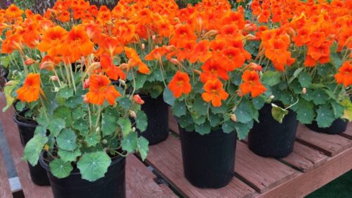 Ramblings by Another Plant-Crazy Editor From The Second Day Of CAST Trials