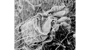 New Products to Help You Up Your Mite Control Game