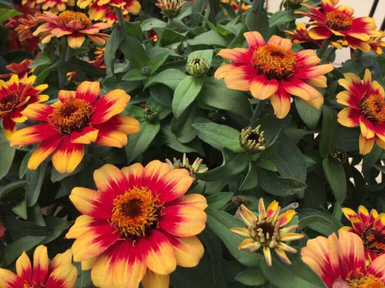 Zinnia ‘Profusion Red Yellow Bicolor’ (Sakata Ornamentals)