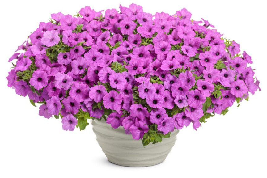 Petunia 'Supertunia Vista Jazzberry' (Proven Winners)Proven Winners