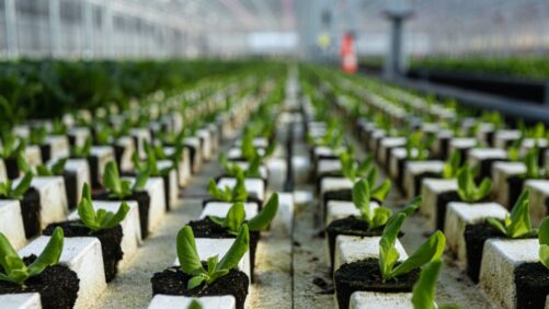 Keeping Food Safety Paramount in Leafy Greens