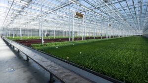 Revol Greens Plans to Double Greenhouse Romaine Lettuce Production