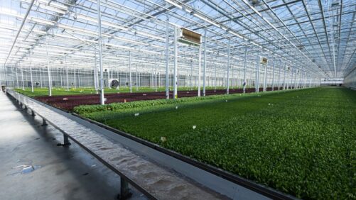 Revol Greens Plans to Double Greenhouse Romaine Lettuce Production