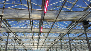 Transitioning Your Greenhouse From Spring to Summer