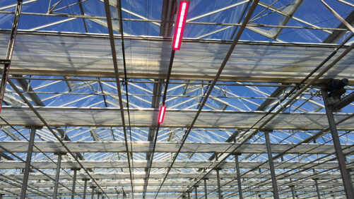 Transitioning Your Greenhouse From Spring to Summer