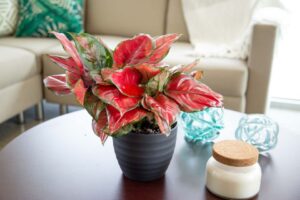 The Tropical Trendsetter: Aglaonema 'Ultra Pink' (Costa Farms Trending Tropicals Collection)