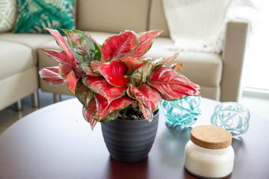 The Tropical Trendsetter: Aglaonema 'Ultra Pink' (Costa Farms Trending Tropicals Collection)