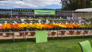 Present and Future Thoughts on California Plant Trials From Allan Armitage