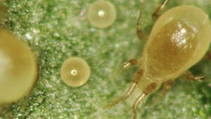 Predatory Mite for Spider Mite Control Now Available in Slow-Release Sachet