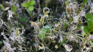 Box Tree Moth Update: Symptoms to Monitor, Tips on Mitigation