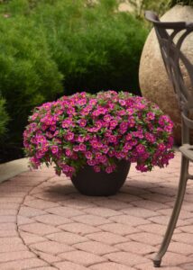 The Container Creator: Calibrachoa 'Bumble Bee Hot Pink' (Ball FloraPlant)