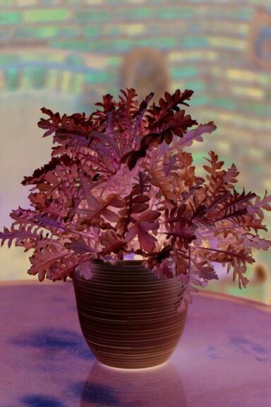 The Container Creator: Centaurea 'FanciFillers Chrome Fountain' (Westhoff)