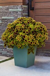 The Carefree Gardener: Coleus 'Nova Roly Poly' (Terra Nova Nurseries)