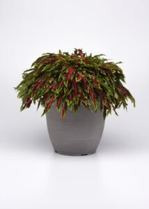 The Container Creator: Coleus 'Spitfire' (Ball FloraPlant)