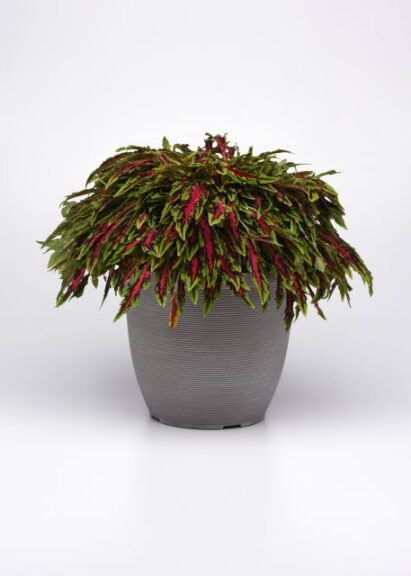 The Container Creator: Coleus 'Spitfire' (Ball FloraPlant)