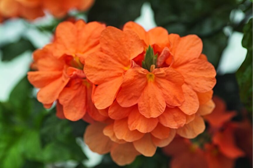 The Tropical Trendsetter: Crossandra 'Orange Marmalade' (Kientzler)