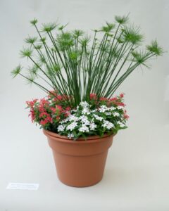 The Container Creator: Cyperus ‘Cleopatra’ (Kientzler)
