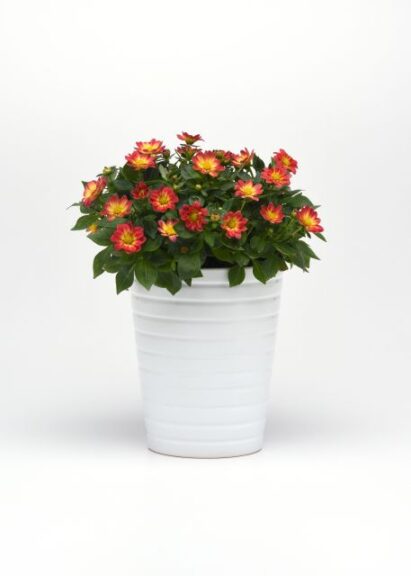 The Houseplant Aficionado: Dahlia Dahlita Series (Selecta)