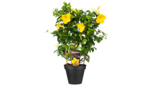 Florensis and Ball Horticulture Company Acquire French Diphladenia and Mandevilla Breeding Program