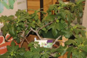 Dwarf Fig –Ficus carica ‘Fignomenal’ (Concept Plants)