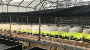 How To Convert Sunny Days to Energy Savings in the Greenhouse