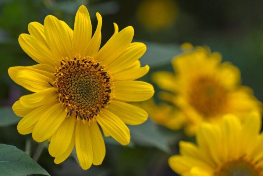 The Pollinator Advocate: Helianthus ‘Suncatcher’ (Kientzler)