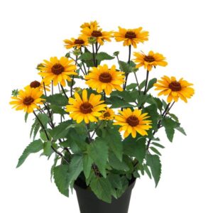 The Environmentally Conscious Consumer: Heliopsis 'Punto Rosso' (Kientzler)