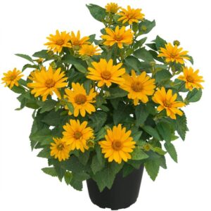 The Environmentally Conscious Consumer: Heliopsis 'Sol D Oro' (Kientzler)