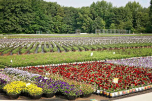 2014 Operation of the Year Winner: Henry Mast Greenhouses/Masterpiece Flower Company