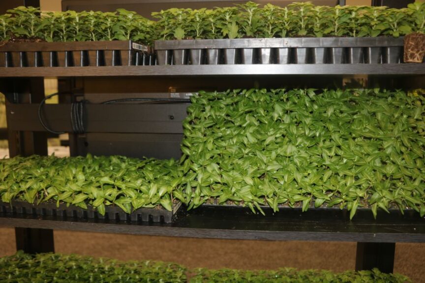 Flexistart from Jiffy Products of America