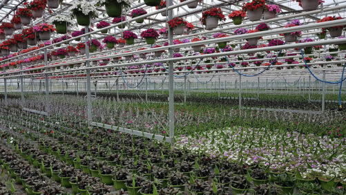 Three New Crop Protection Products Now Available for Greenhouse Growers