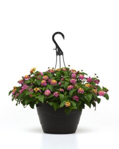 The Pollinator Advocate: Lantana 'Shamrock Rose' (Ball FloraPlant)