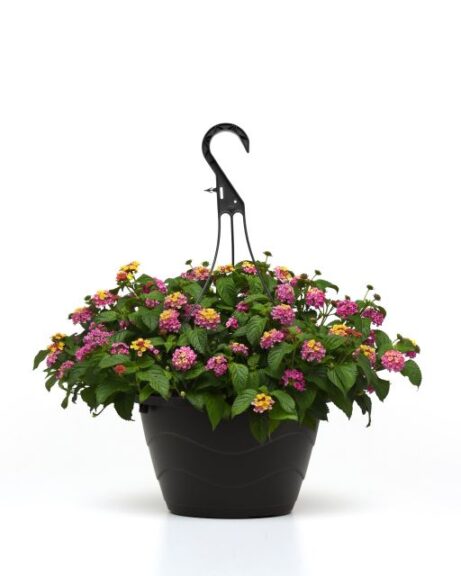 The Pollinator Advocate: Lantana 'Shamrock Rose' (Ball FloraPlant)