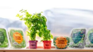 How One Greenhouse Vegetable Grower Is Going Global With Sustainability