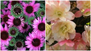 Which New Plant Varieties Will Win the Industry’s Choice and Editor’s Choice Awards?