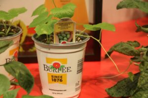 Mini Cucumber Mexican Sour Gherkin (Ball Horticultural/Burpee)