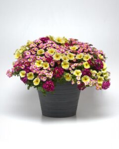 The Container Creator: MixMasters Great Escape (Ball FloraPlant)