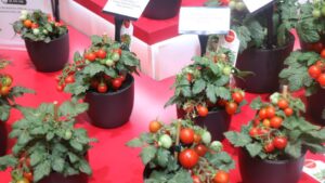 Why Consumers Value Health Benefits of Plants, and How You Can Respond