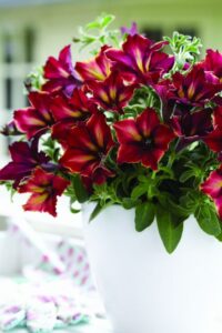 The Pollinator Advocate: Petunia ‘Crazytunia Mandeville’ (Westhoff)