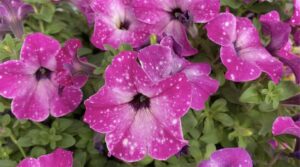 The Container Creator: Petunia 'Headliner Enchanted Sky' (Selecta)