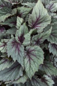 The Tropical Trendsetter: Rex Begonia ‘Jurassic Dino Dragon Fruit’ (Ball Ingenuity)