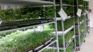 How to Make the Most Efficient Use of Your Cannabis Production Space
